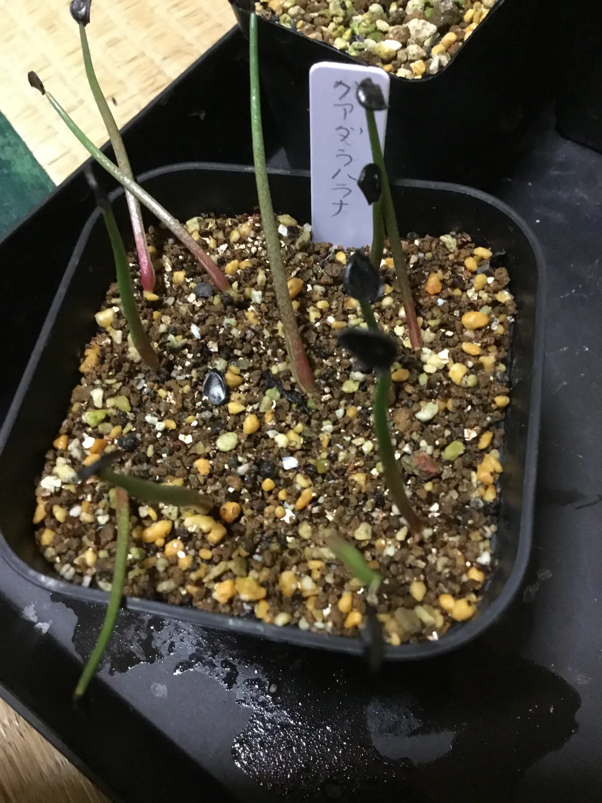 Agave guadalajarana (アガベ グアダラハラナ)