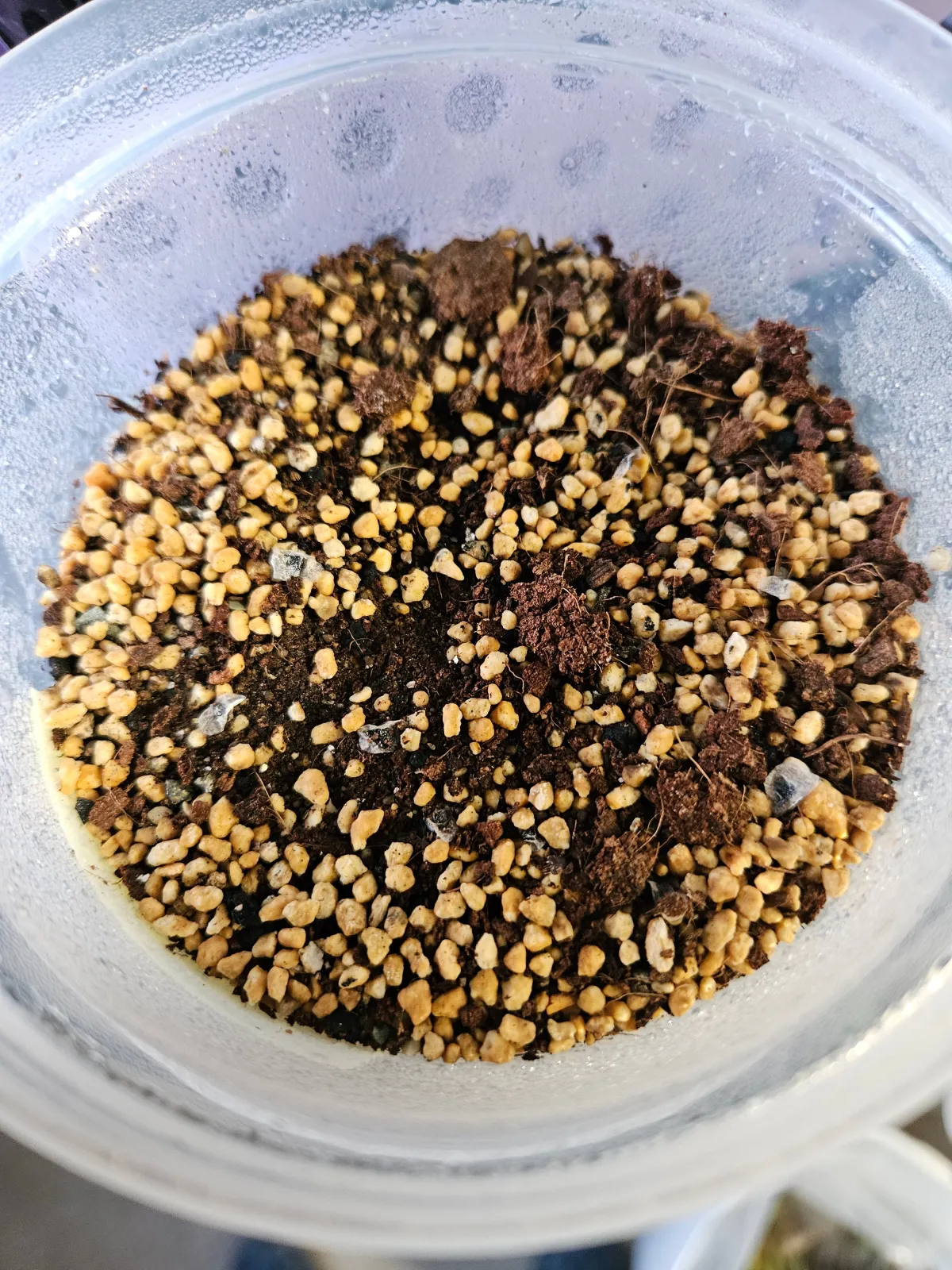 Aloe globuligemma (アロエ グロブリジェンマ)