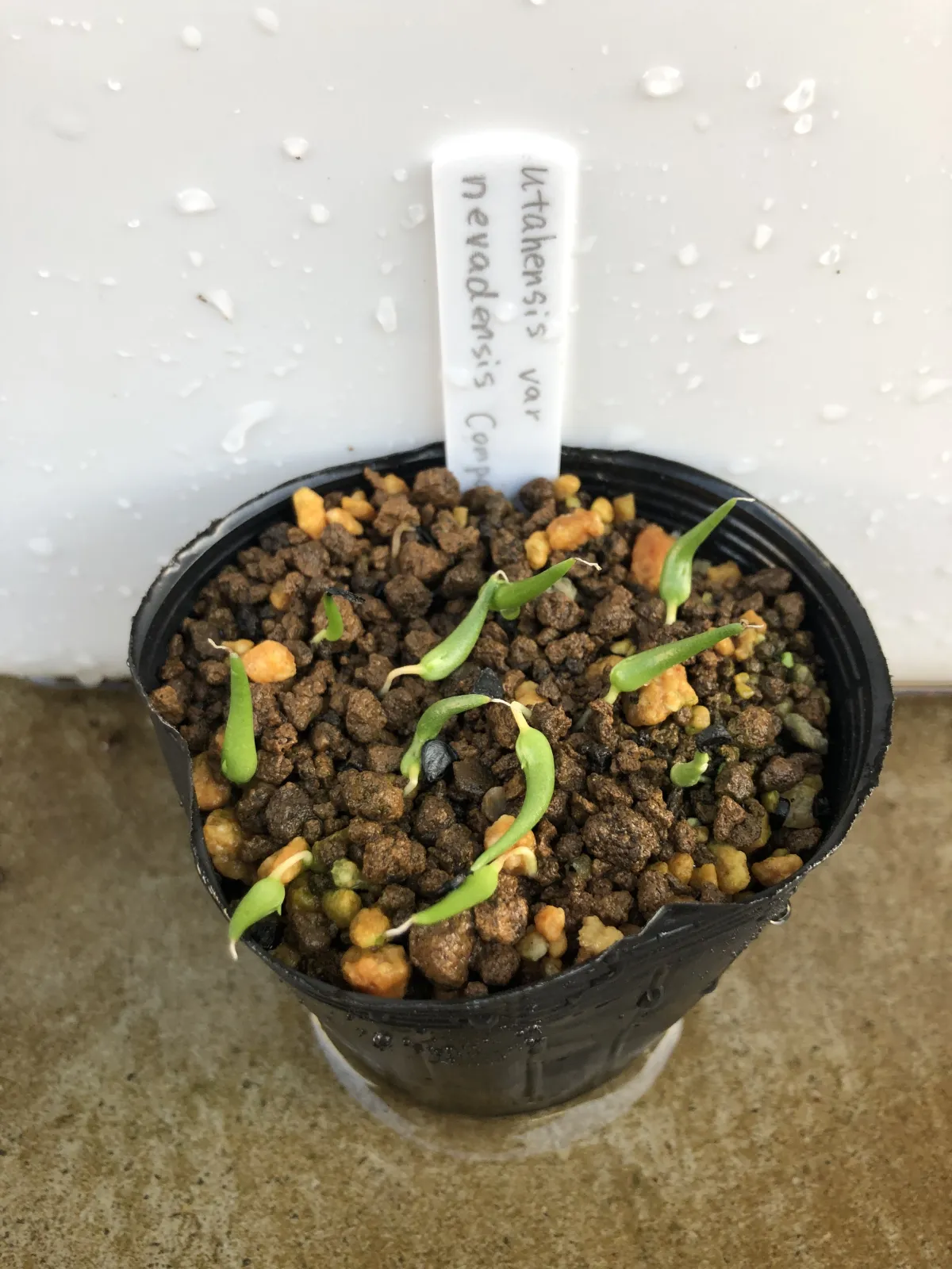 Agave utahensis ssp. utahensis Compacta (アガベ ユタエンシスコンパクタ)