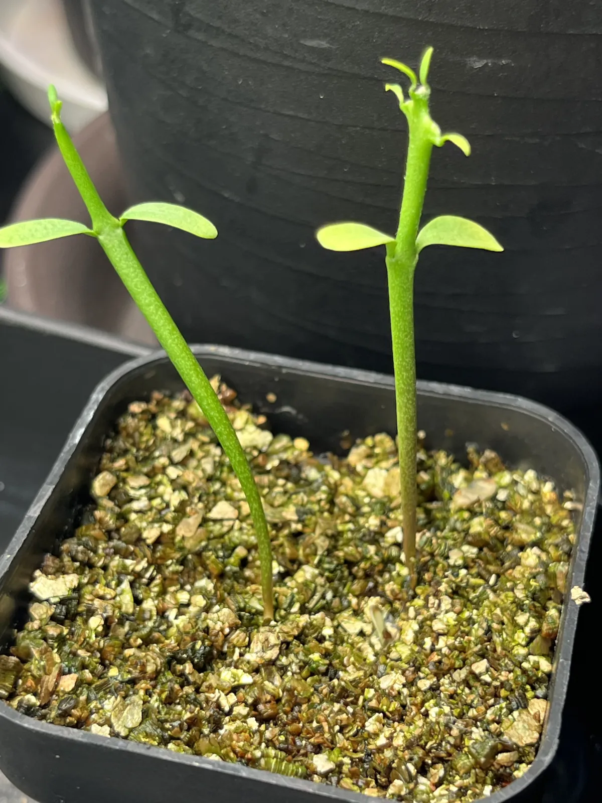Euphorbia stenoclada (ユーフォルビア ステノクラーダ)