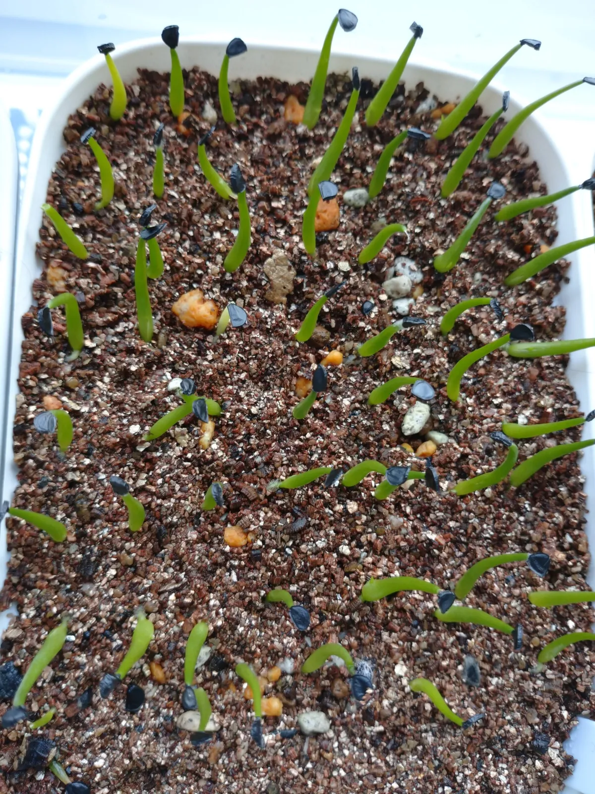 Agave sp. (アガベ マグニフィカ)