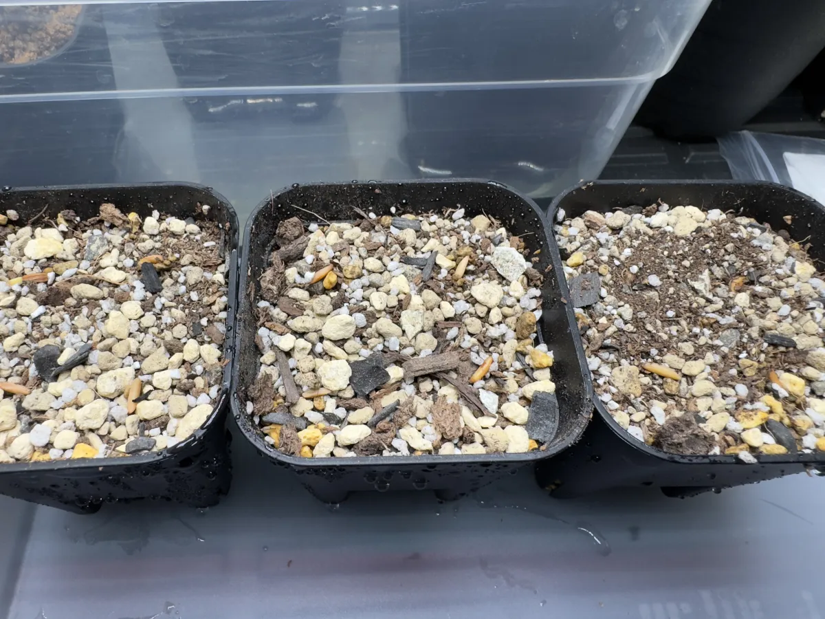 Pachypodium rosulatum var. gracilius ([無料種子] 発芽難 パキポディウム グラキリス　)