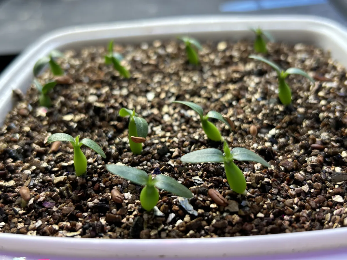 Pachypodium rosulatum ssp. makayense (パキポディウム マカイエンセ)