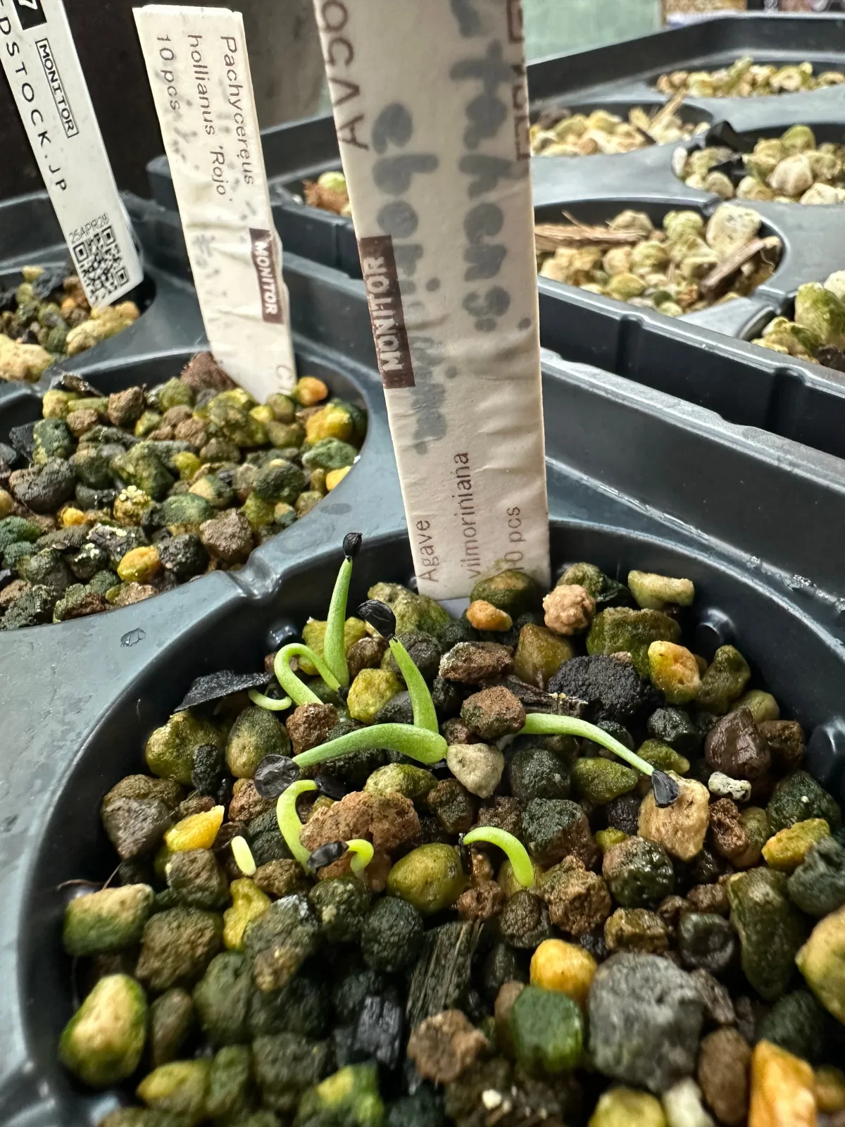 Agave vilmoriniana (アガベ ビルモリニアナ)