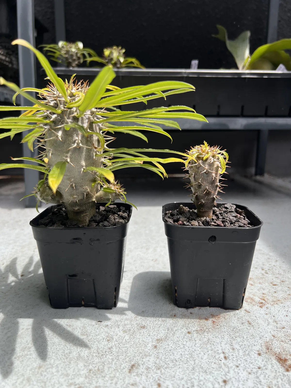 Pachypodium lamerei (パキポディウム ラメレイ)