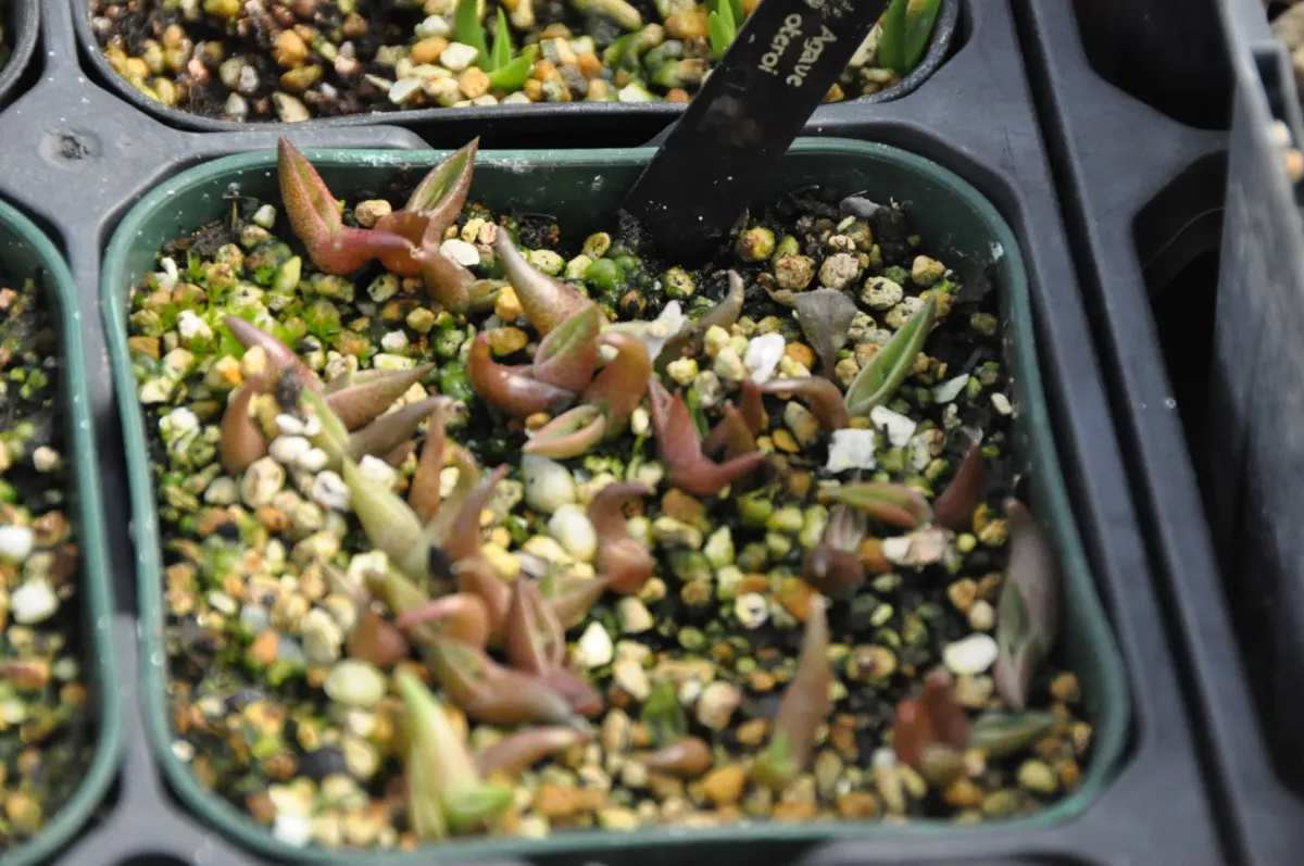 Agave oteroi Lot. (アガベ オテロイ)