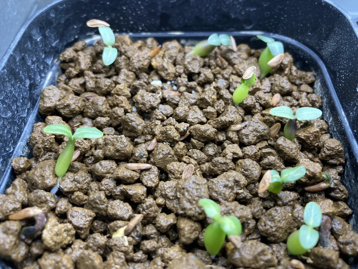 Pachypodium rosulatum ssp. makayense (パキポディウム マカイエンセ)
