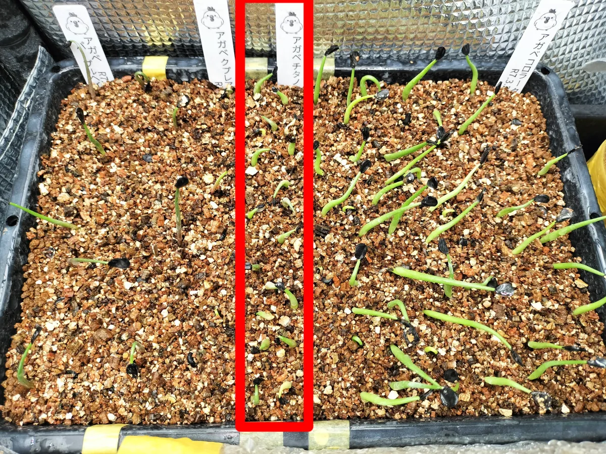 Agave titanota Blue Lot. (アガベ チタノタブルー)