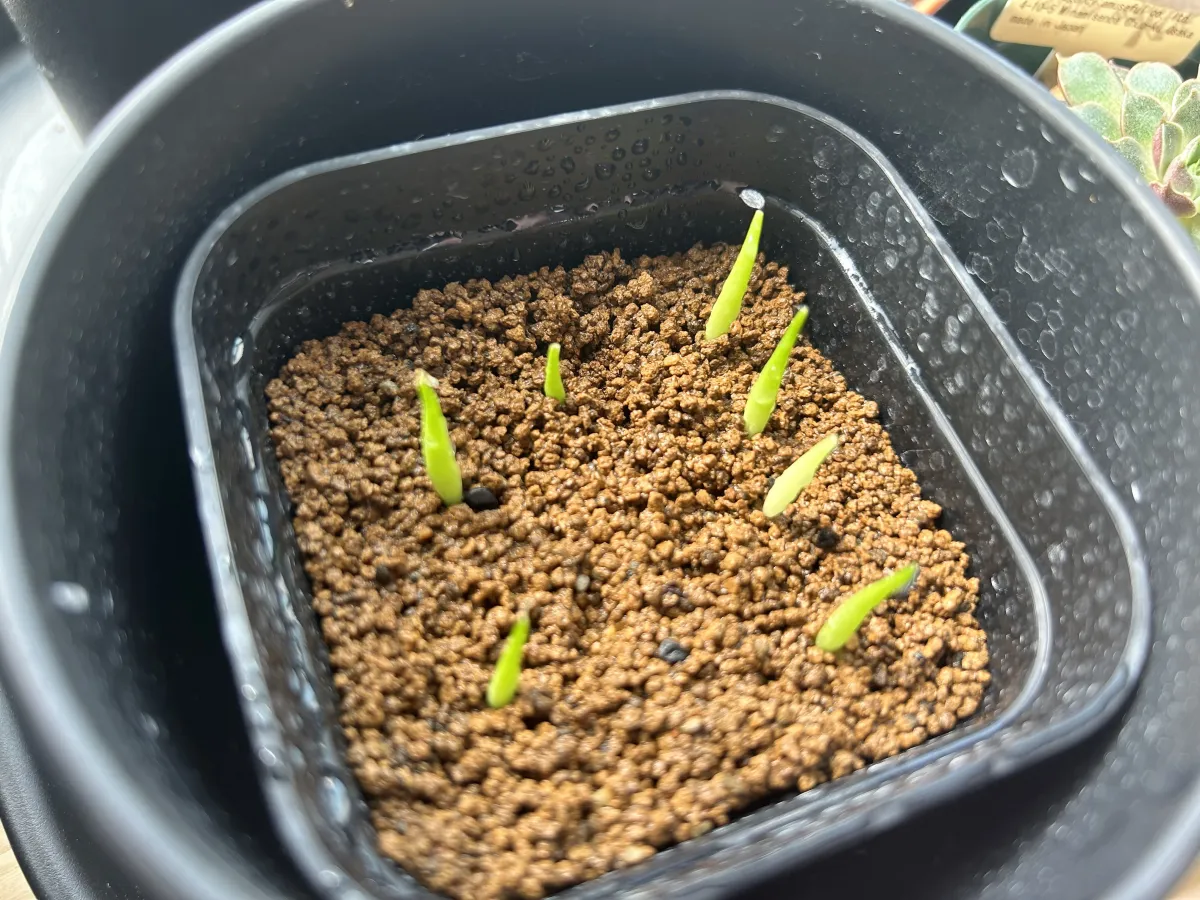 Agave victoriae-reginae ssp. swobodae (アガベ スワボダエ コンパクタ)