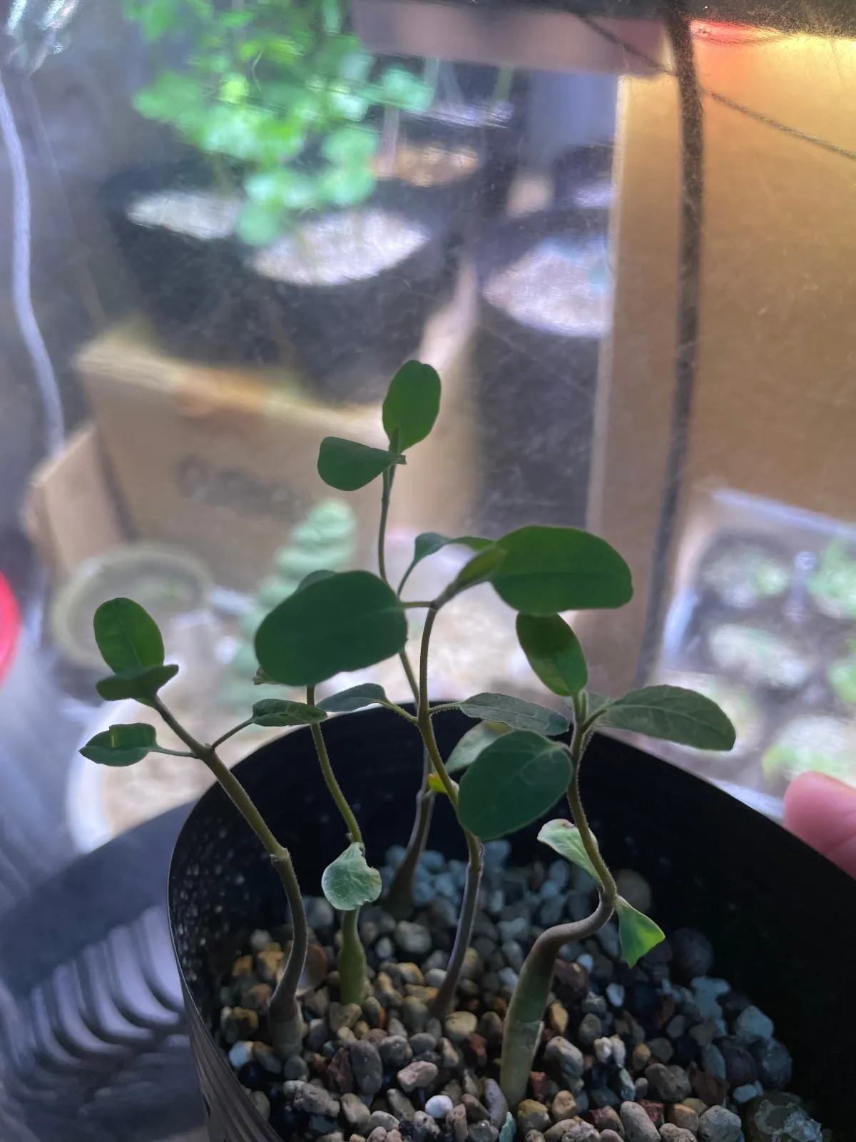 Euphorbia agathae (ユーフォルビア アガタエ)