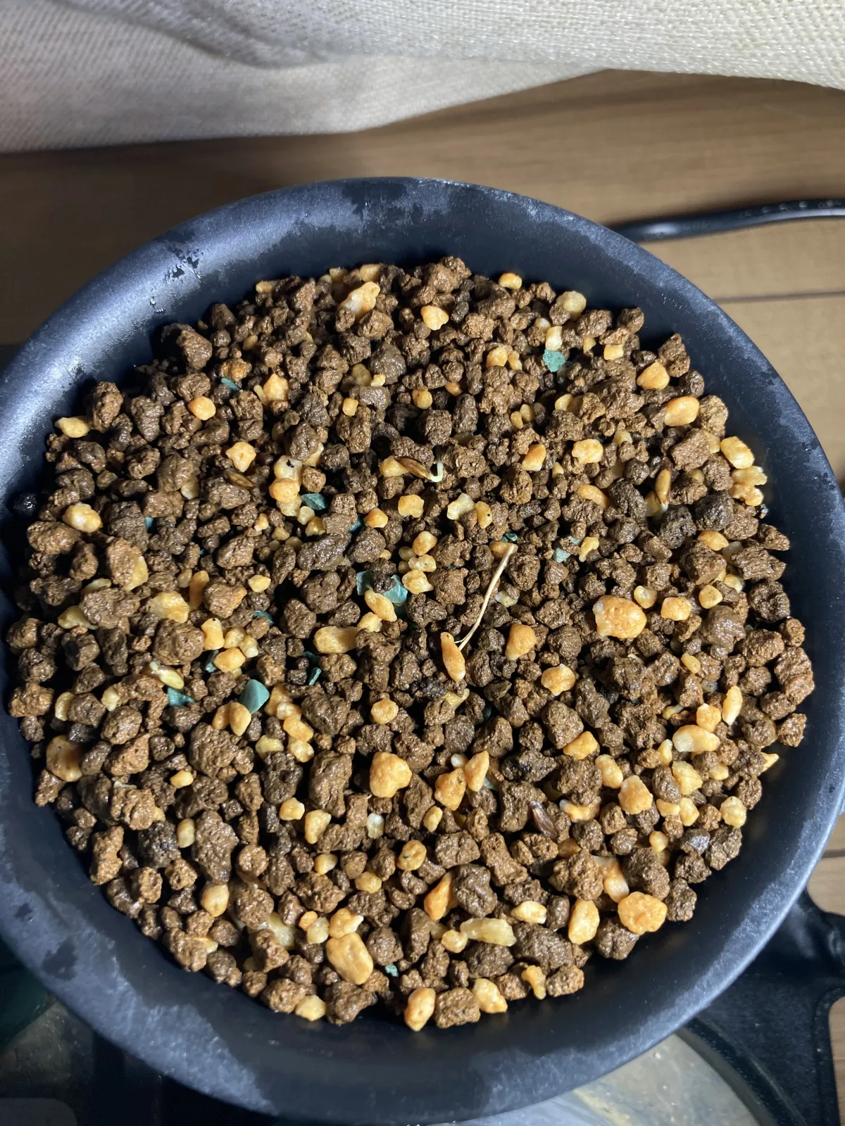 Fouquieria purpusii (フォークイエリア プルプシー)