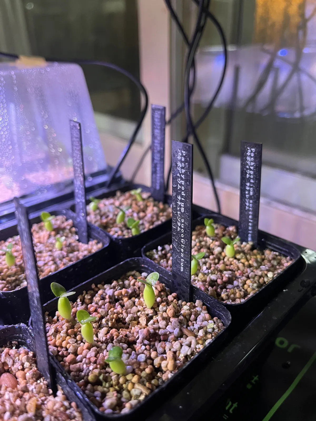 Pachypodium succulentum (パキポディウム サキュレンタム)