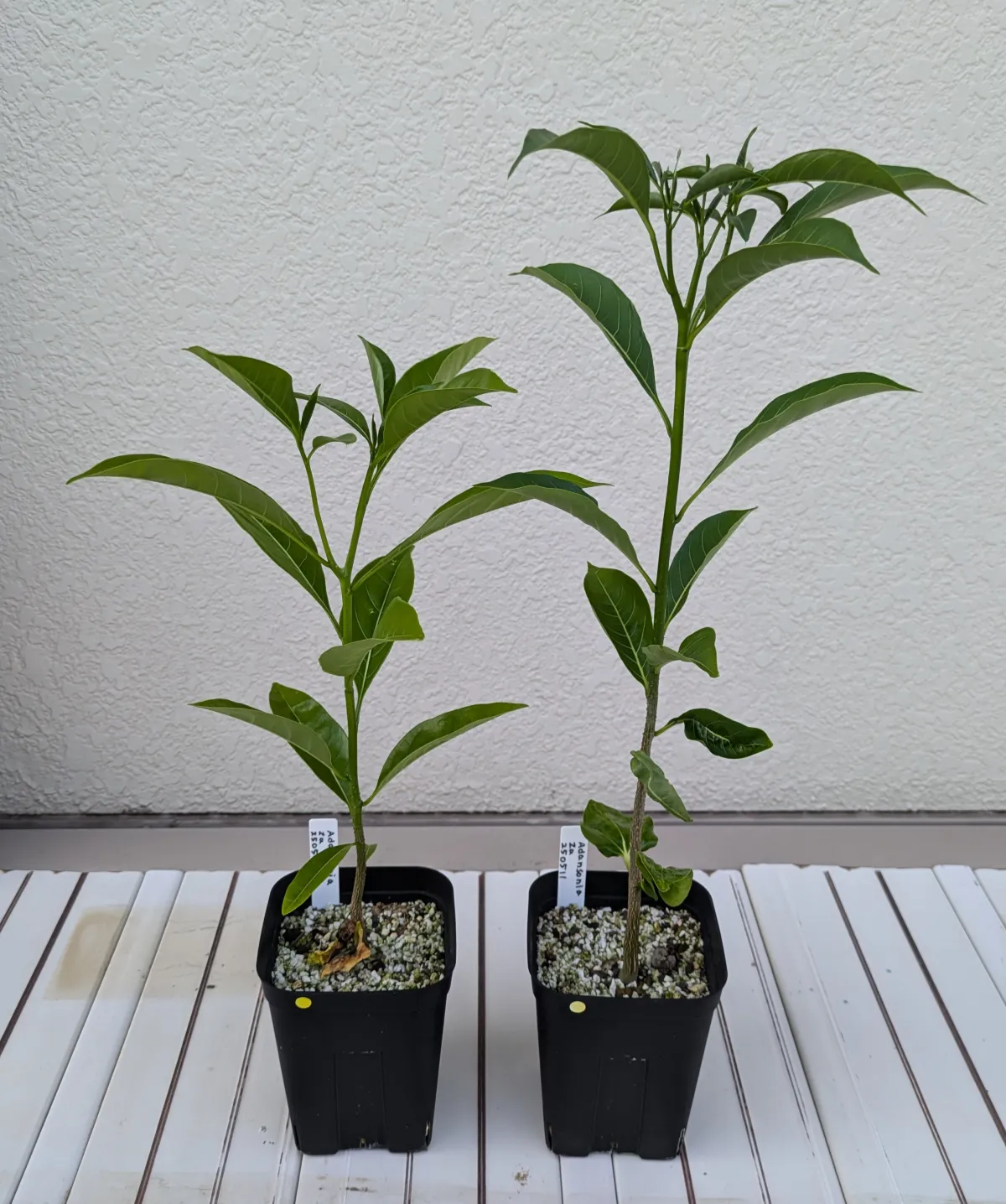 Adansonia za (アダンソニア（バオバブ） ザ)