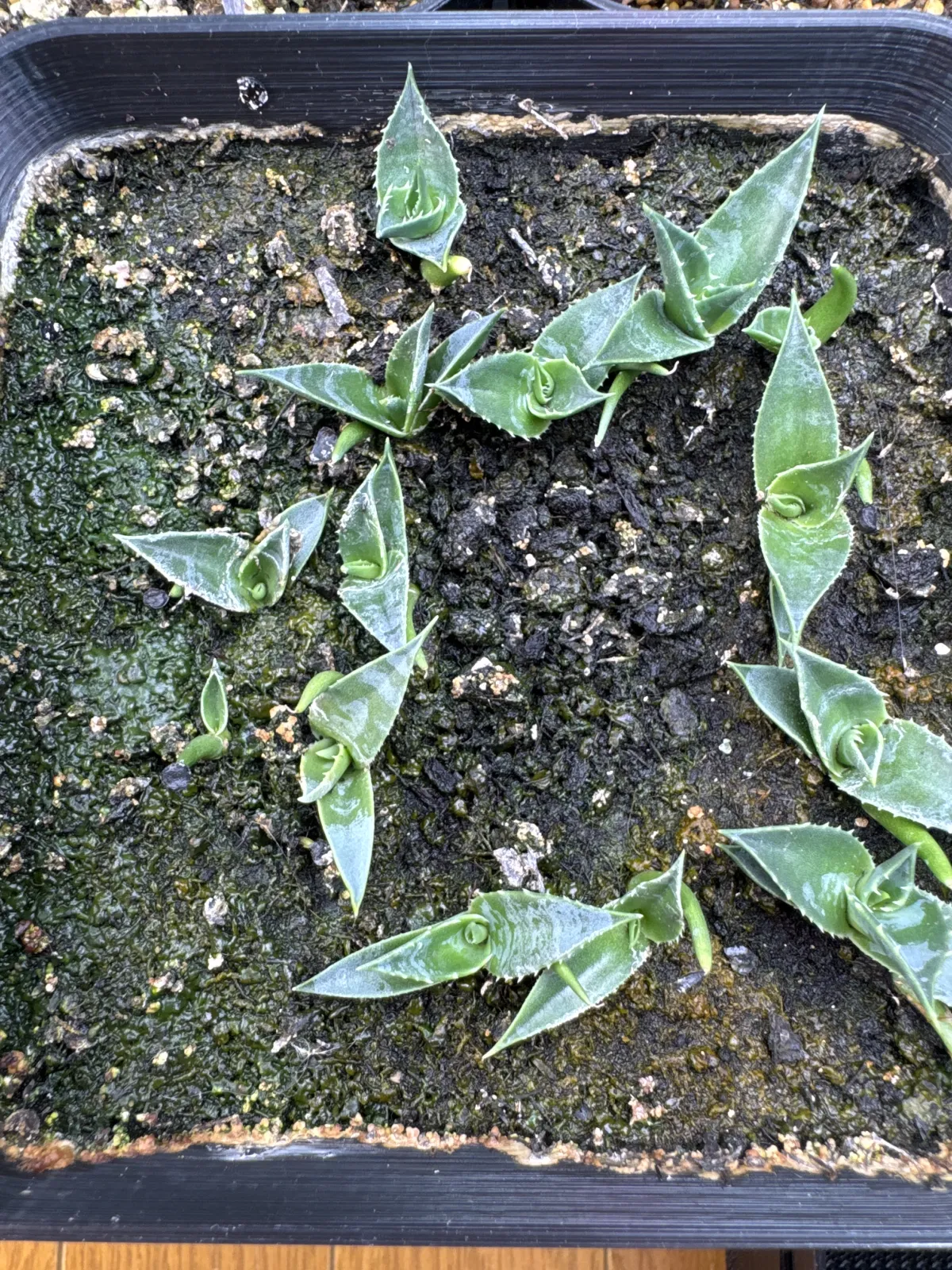 Agave utahensis ssp. utahensis Compacta (アガベ ユタエンシスコンパクタ)