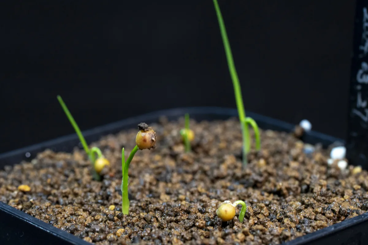 Nolina microcarpa (ノリナ ミクロカルパ)