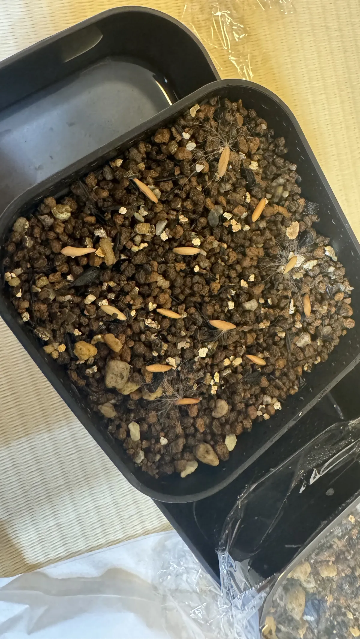 Pachypodium rosulatum var. gracilius ([無料種子] 発芽難 パキポディウム グラキリス　)