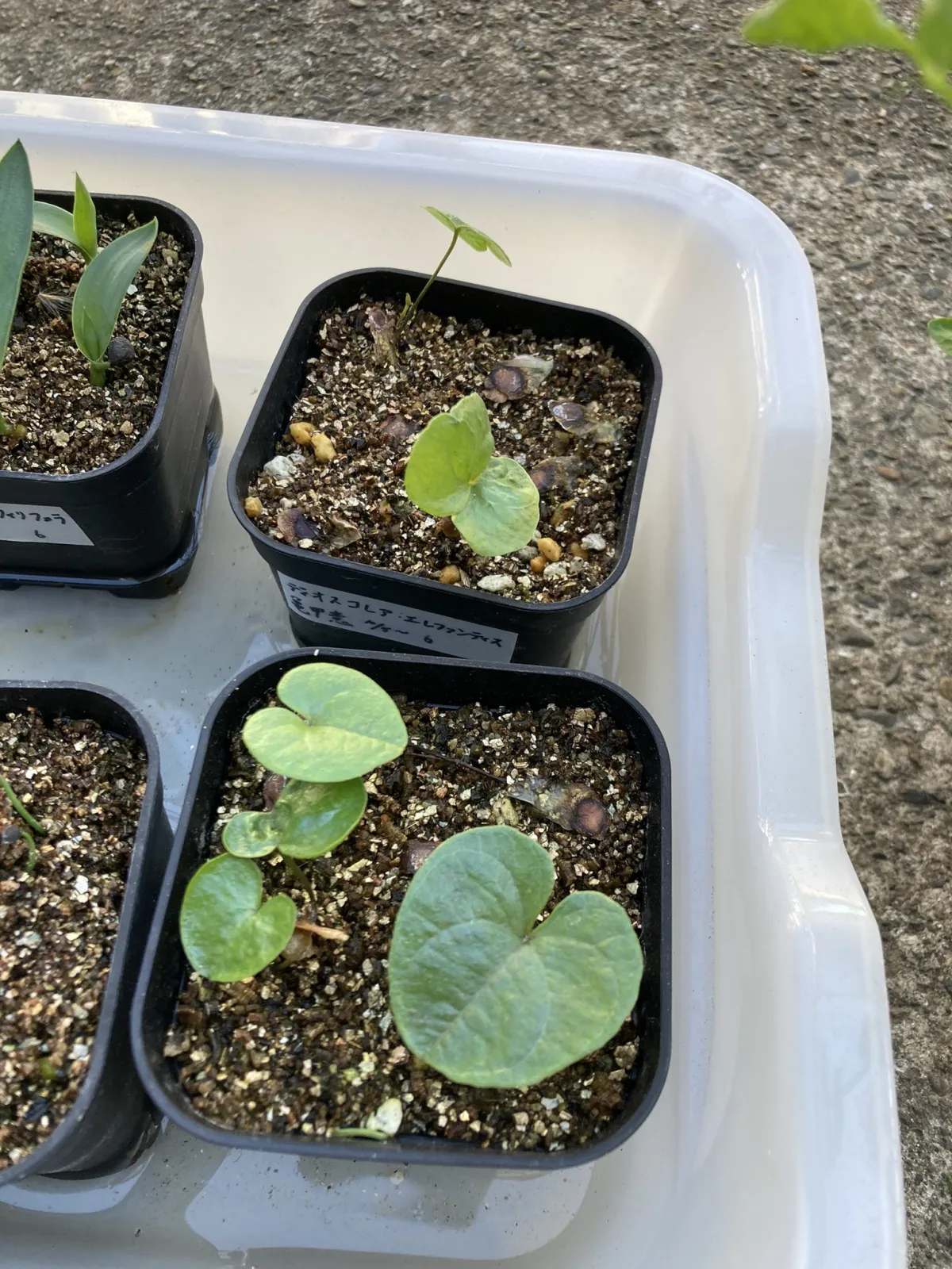 Dioscorea elephantipes Lot. (ディオスコレア エレファンティペス)