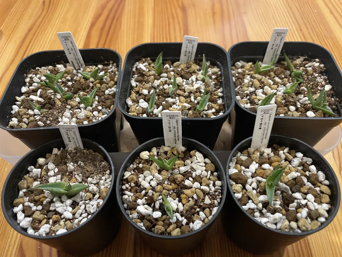 Agave victoriae-reginae ssp. victoriae-reginae (アガベ ビクトリアレジーナエ 笹の雪)
