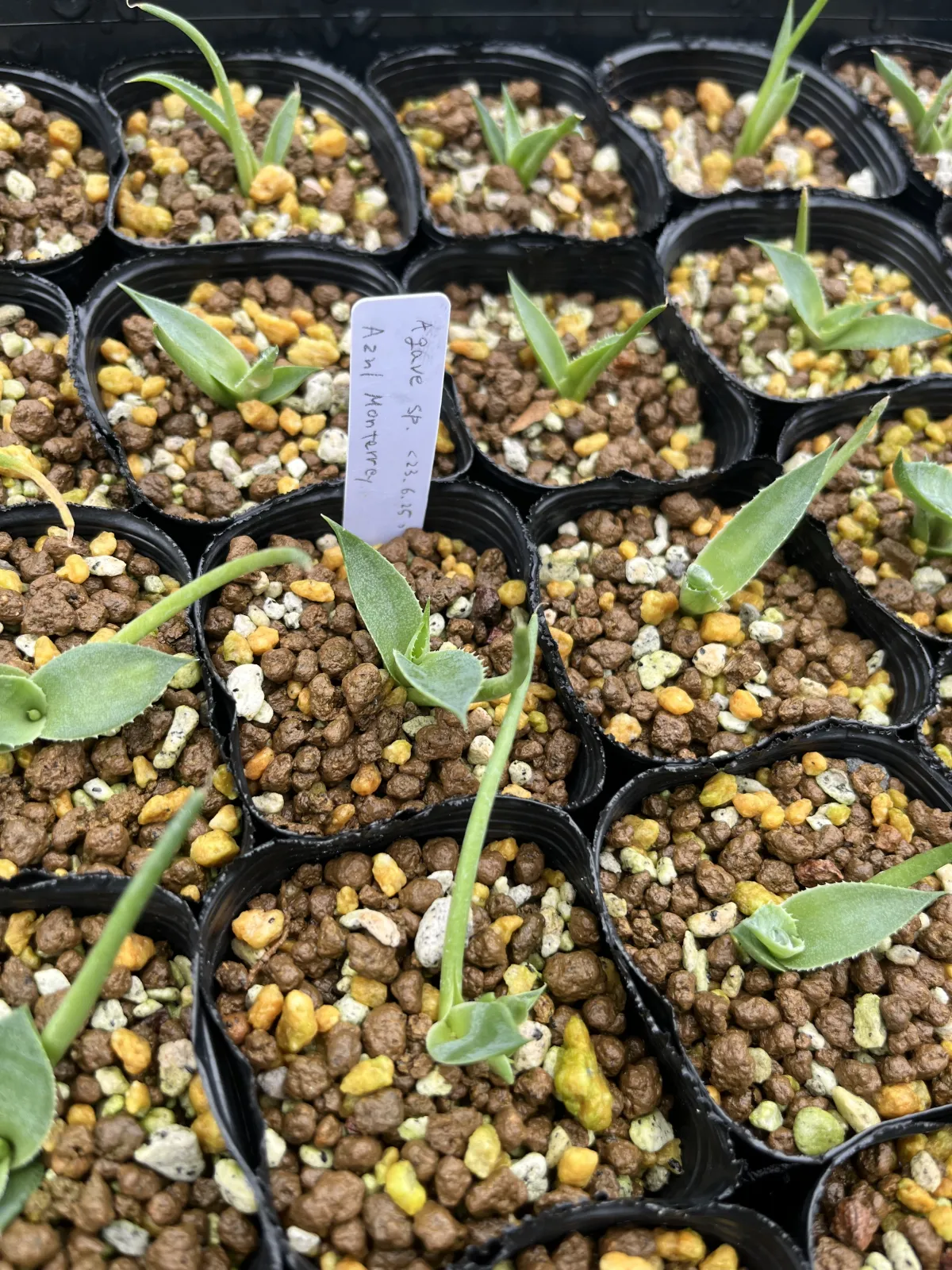 Agave sp. (アガベ アズールモントレー)