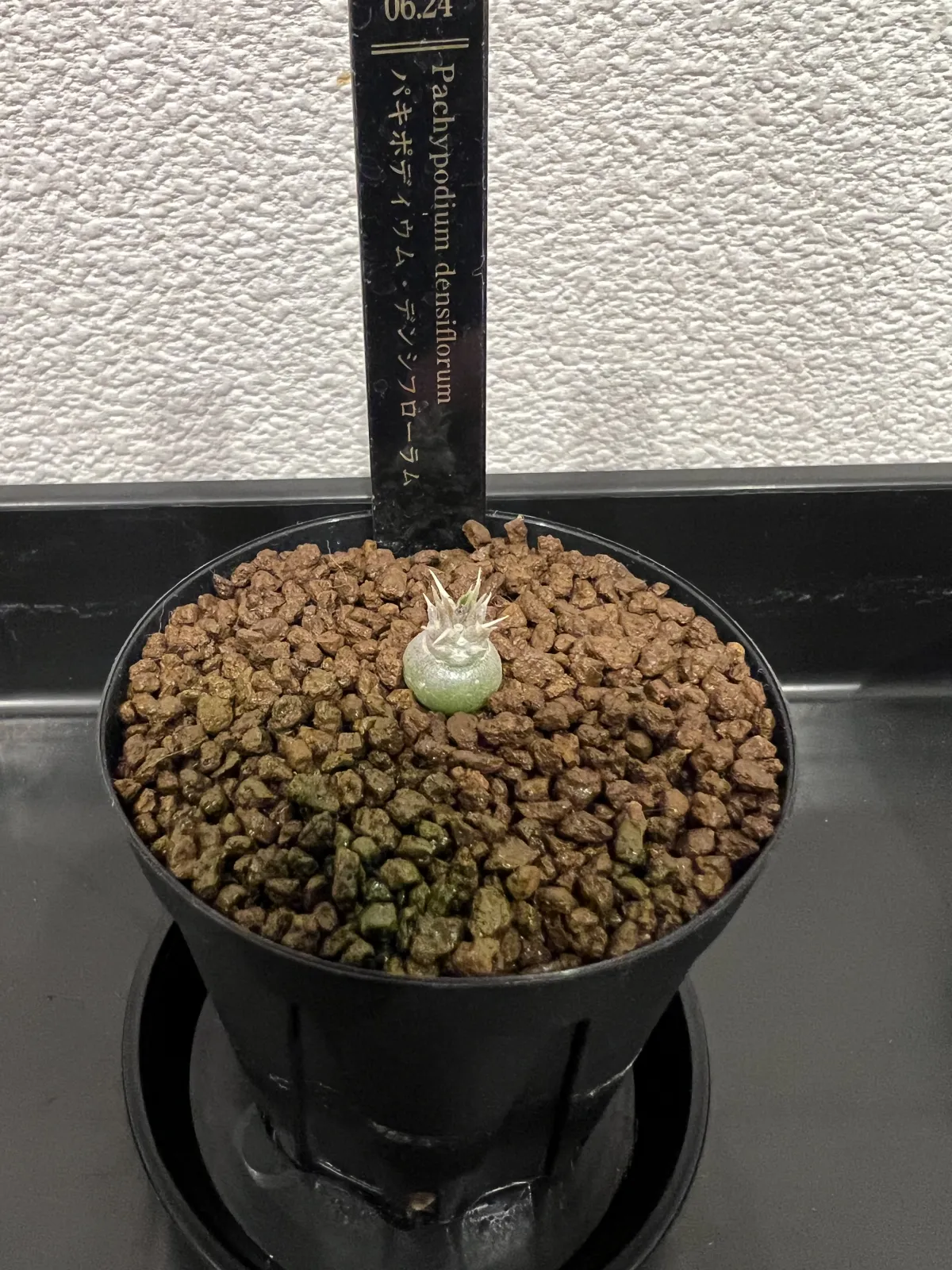 Pachypodium densiflorum var. densiflorum (パキポディウム デンシフローラム)