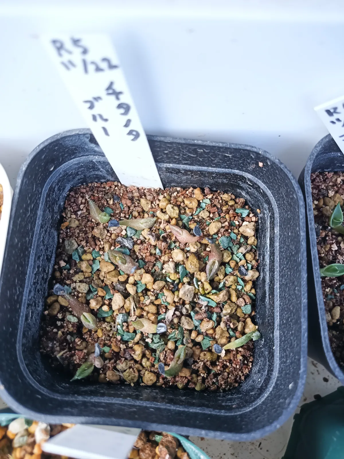 Agave titanota Blue Lot. (アガベ チタノタブルー)