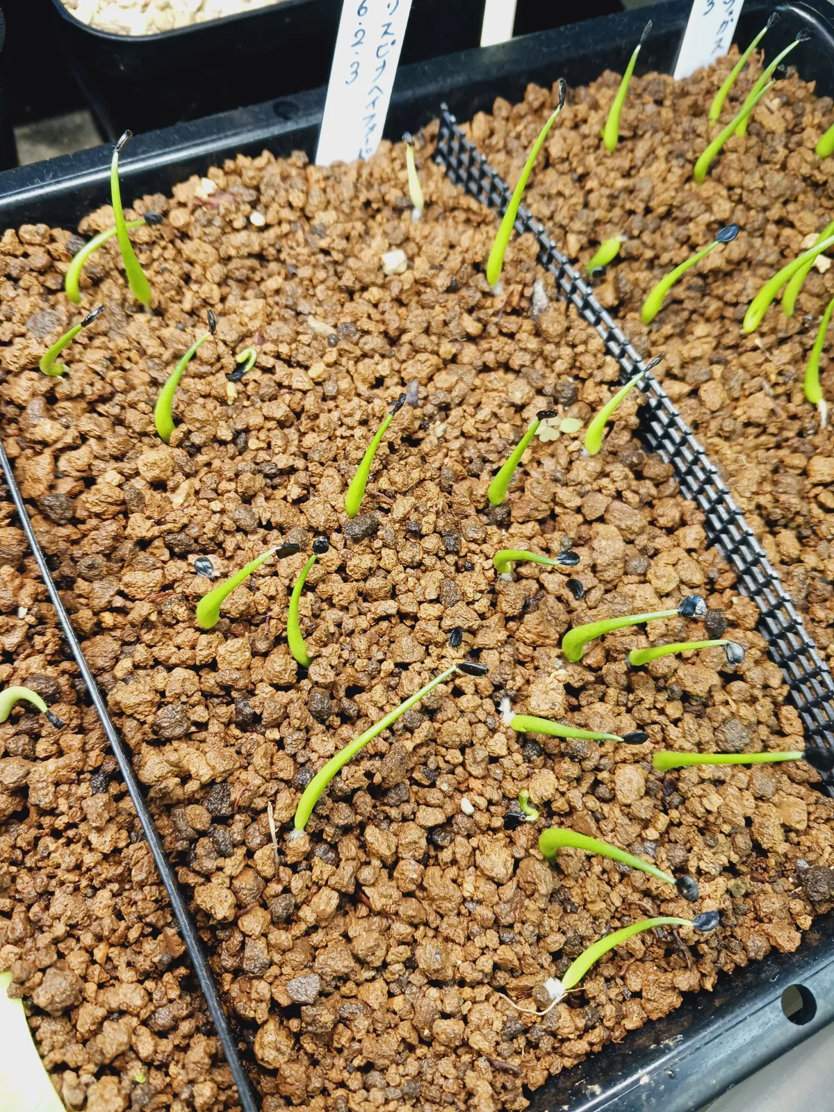 Agave utahensis var. eborispina (アガベ エボリスピナ ヘイフォード)