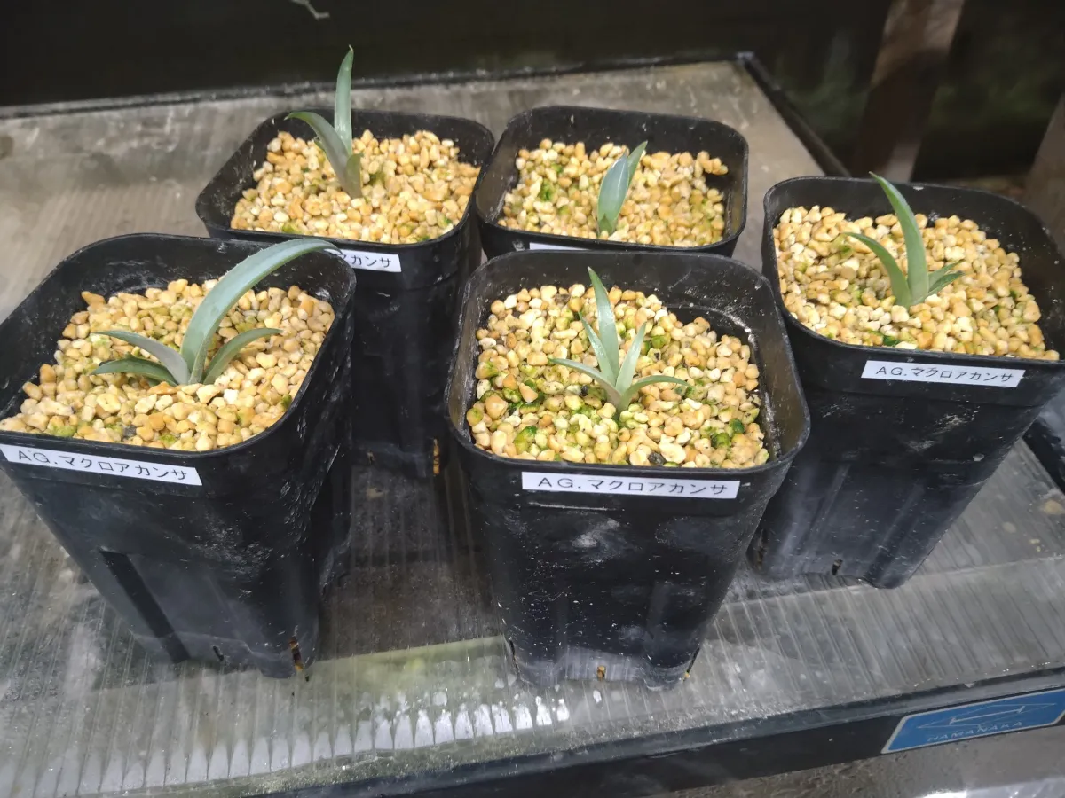 Agave macroacantha (アガベ マクロアカンサ)