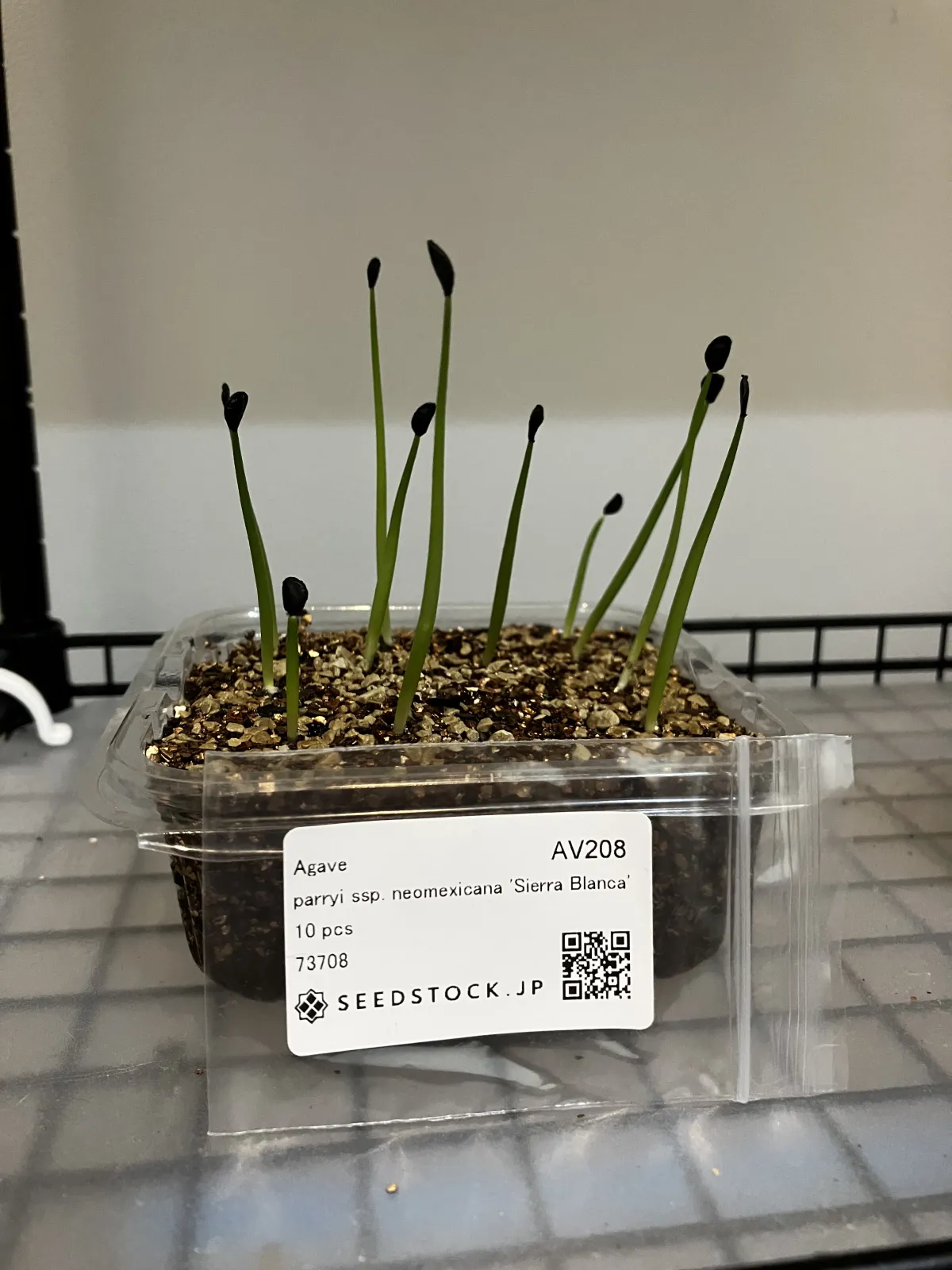 Agave parryi ssp. neomexicana Sierra Blanca (アガベ ネオメキシカーナ シエラブランカ)