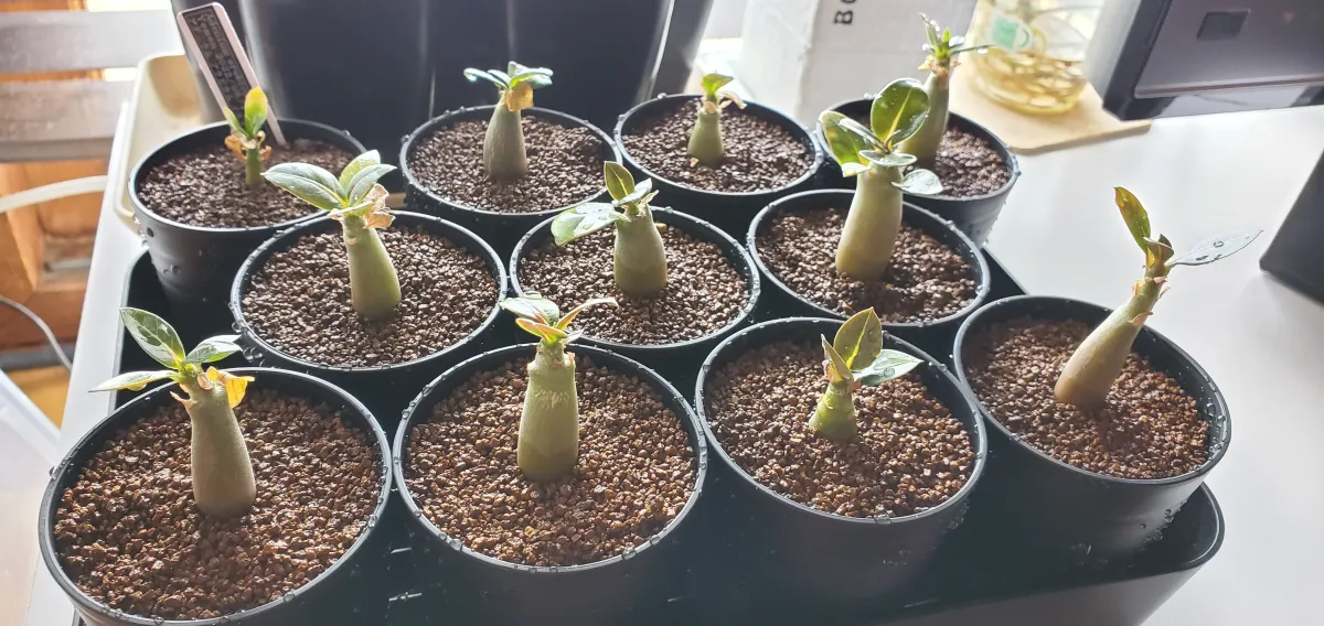 Adenium arabicum Yemen (アデニウム アラビカム イエメン)