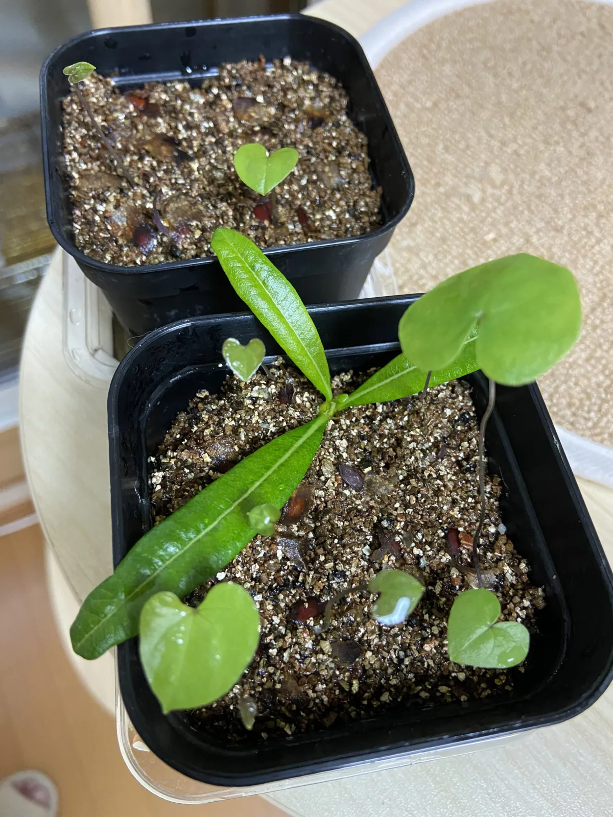 Dioscorea elephantipes (ディオスコレア エレファンティペス)
