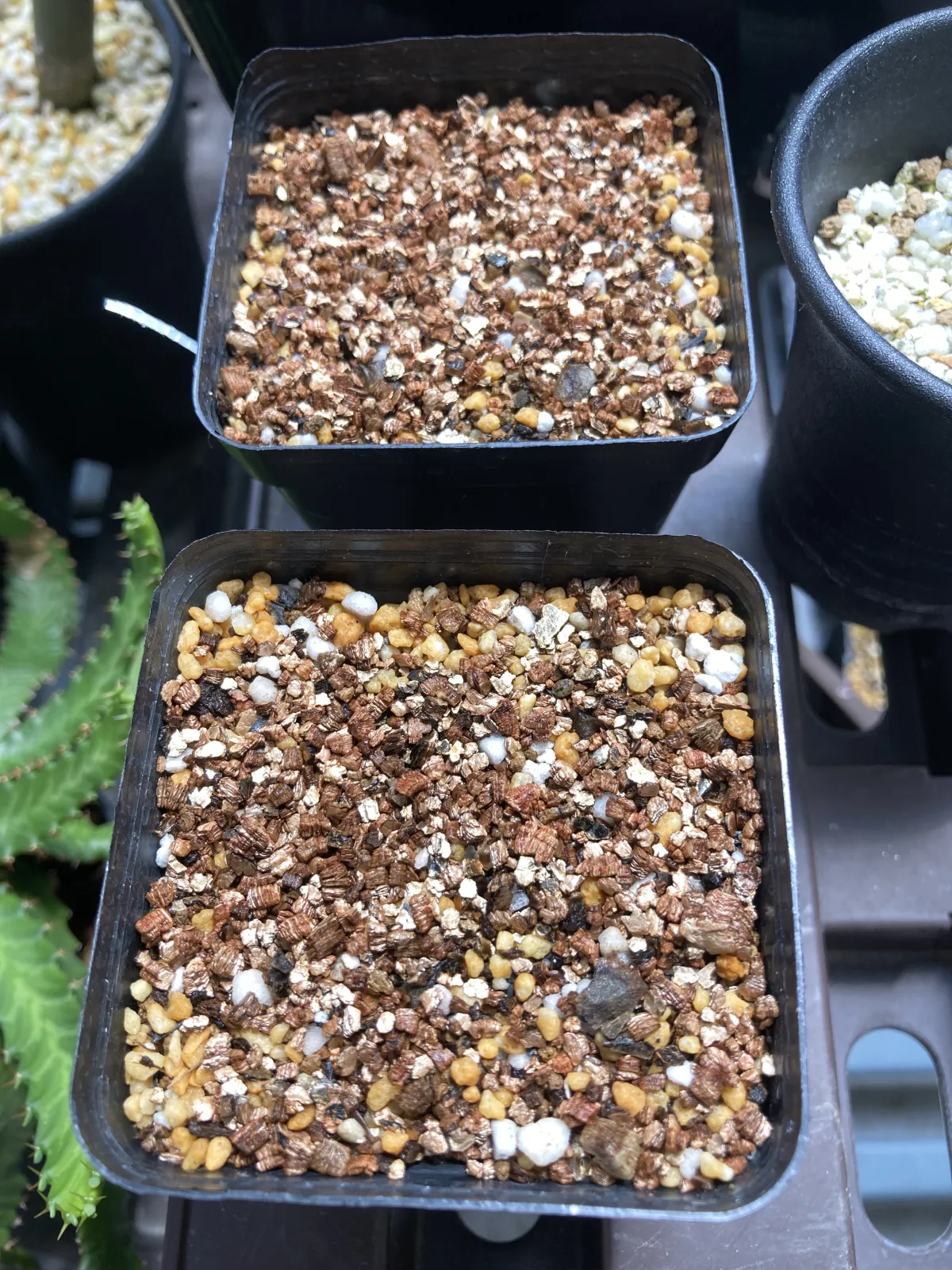 Aloe barberae (アロエ バルベラエ)