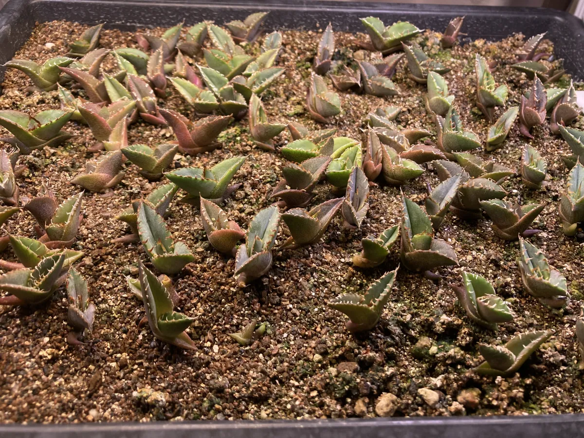 Agave oteroi Lot. (アガベ オテロイ)