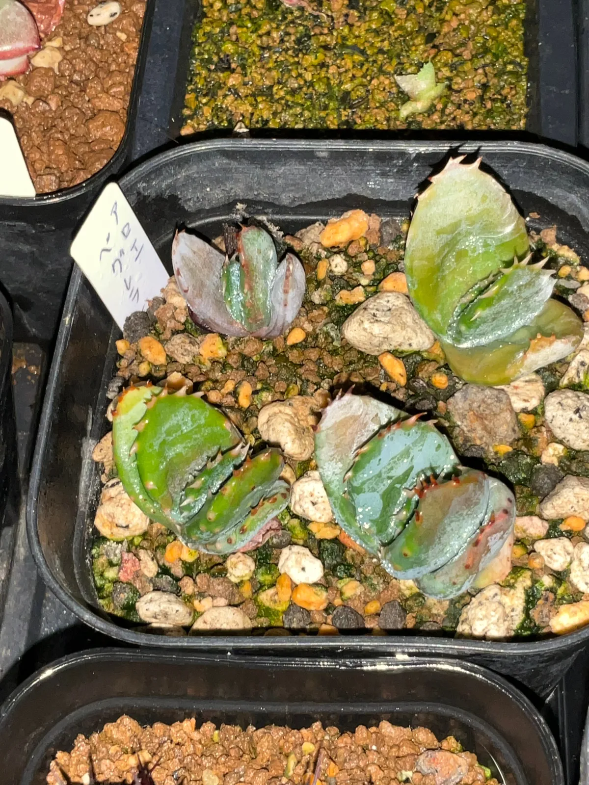Aloe peglerae (アロエ ペグレラエ)