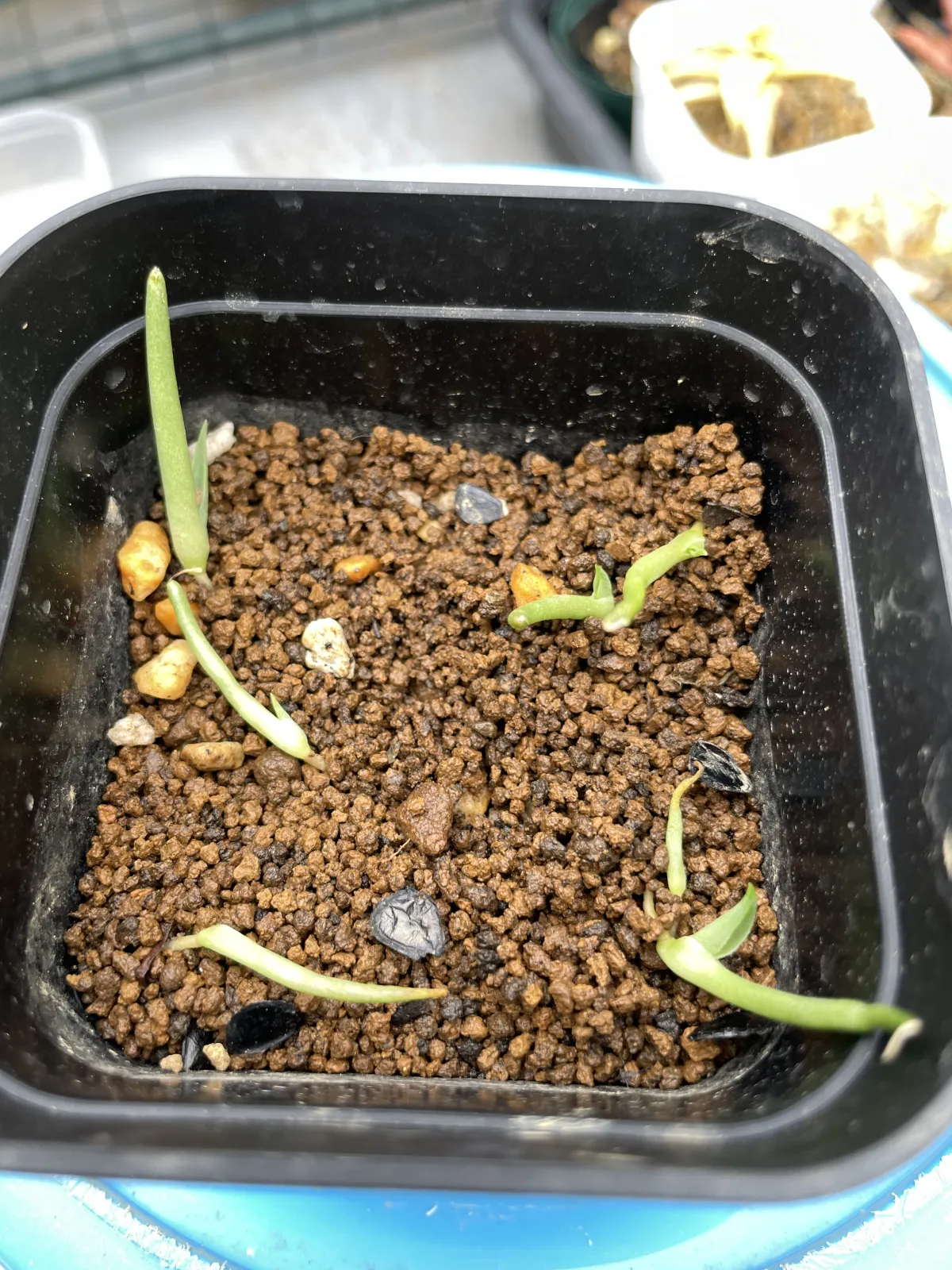 Agave parryi ssp. parryi (アガベ パリー)