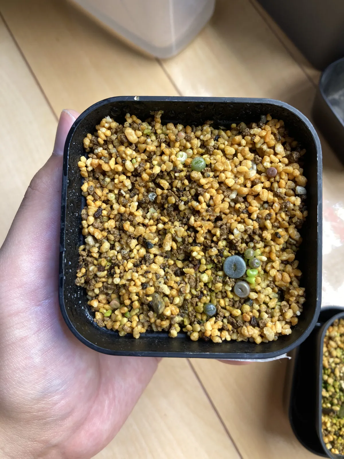 Lithops Mix Seeds (リトープス ミックス)