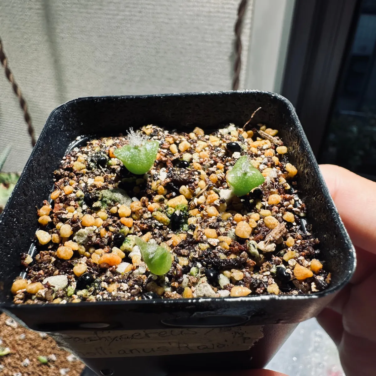 Pachycereus hollianus (パキセレウス ホリアナス ロホ)