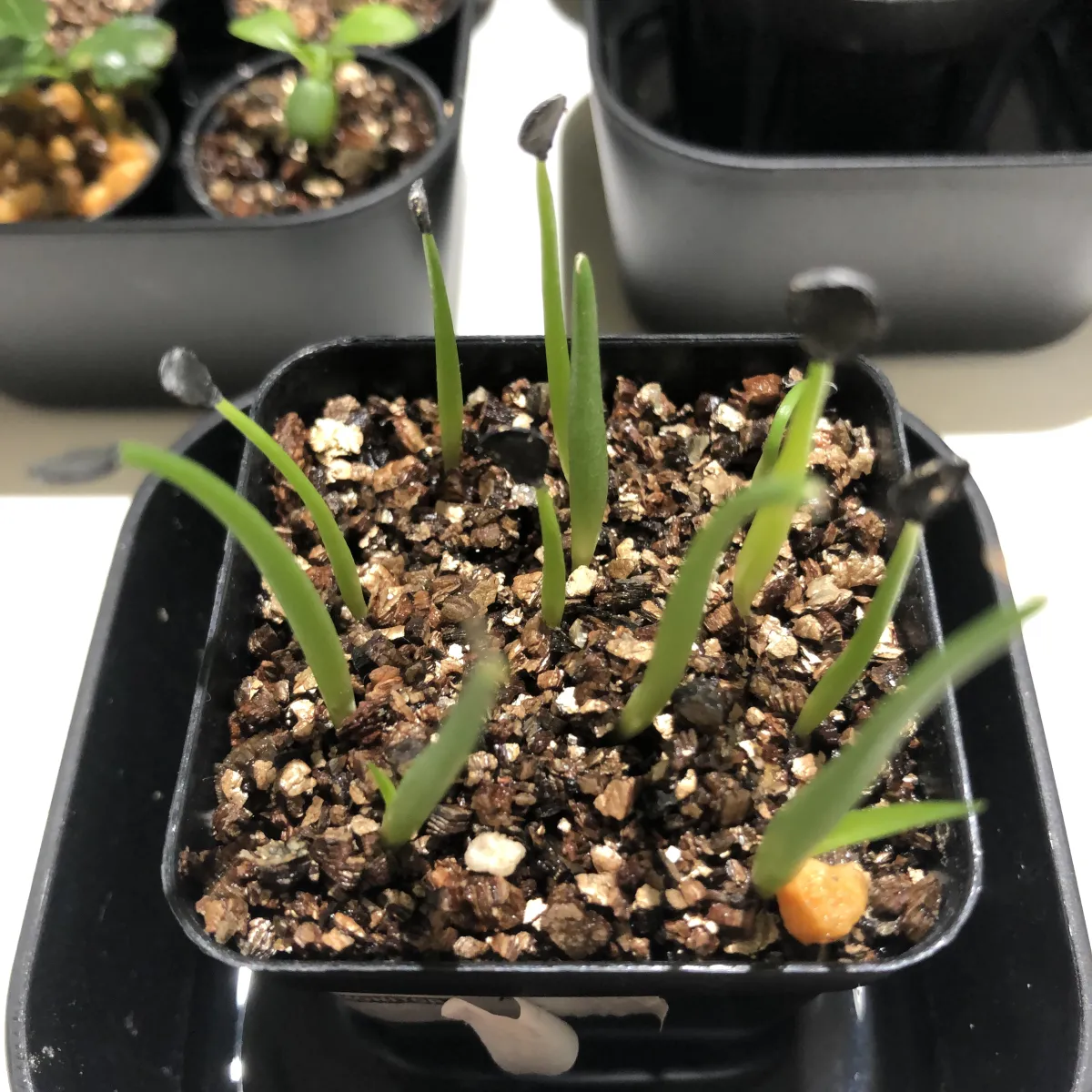 Agave chrysantha (アガベ クリサンサ ジャイアント)