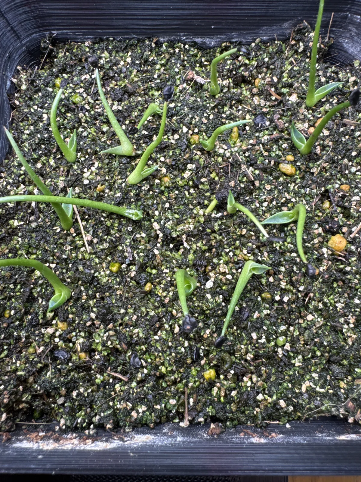 Agave utahensis var. eborispina Corkscrew (アガベ ユタエンシスコークスクリュー)