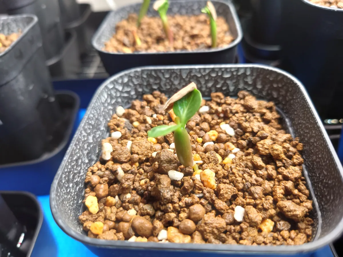 Adenium obesum (アデニウム オベスム)
