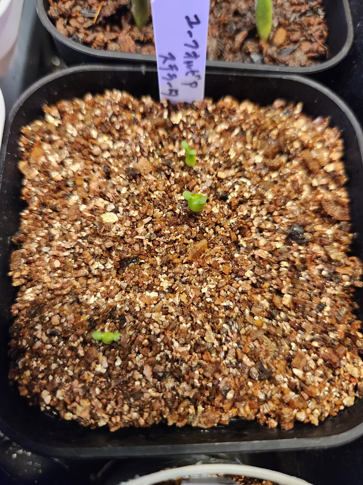 Euphorbia stellata (ユーフォルビア ステラータ 飛竜)