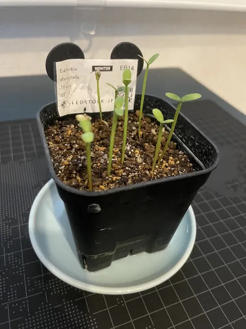 Euphorbia stenoclada (ユーフォルビア ステノクラーダ)