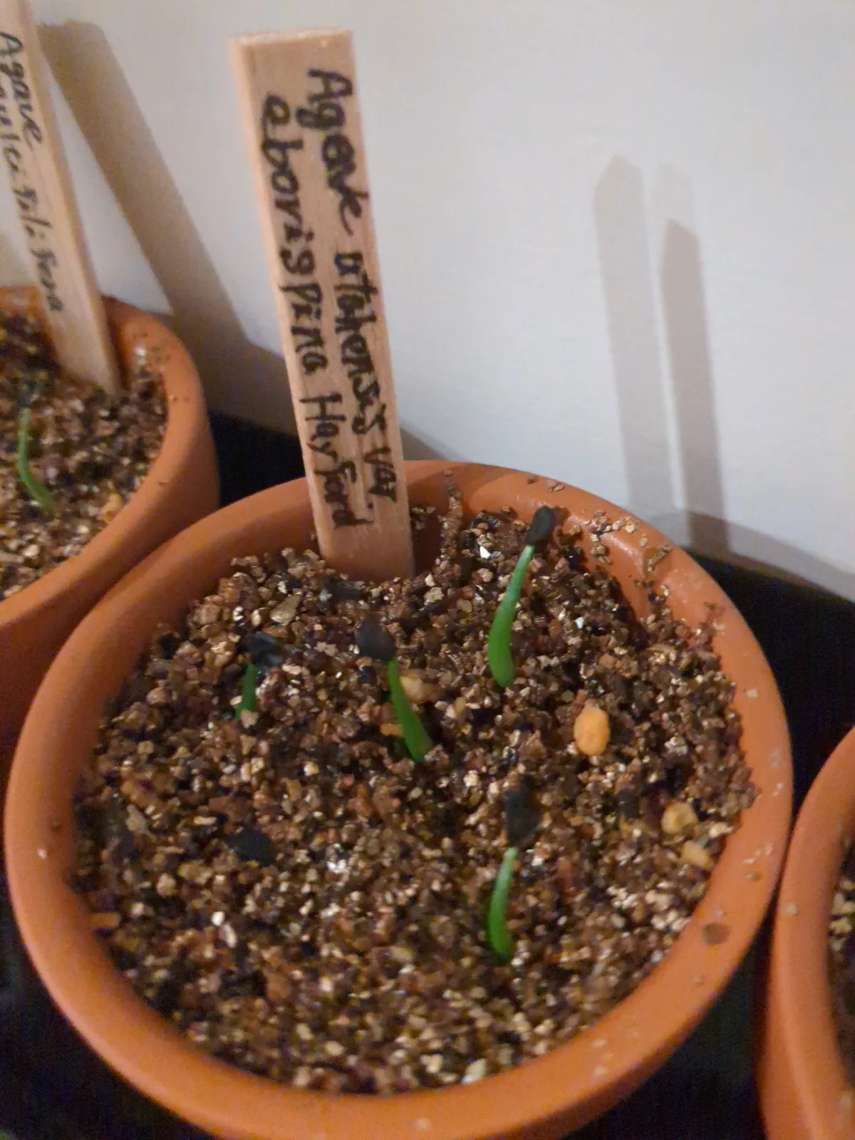Agave utahensis var. eborispina (アガベ エボリスピナ ヘイフォード)