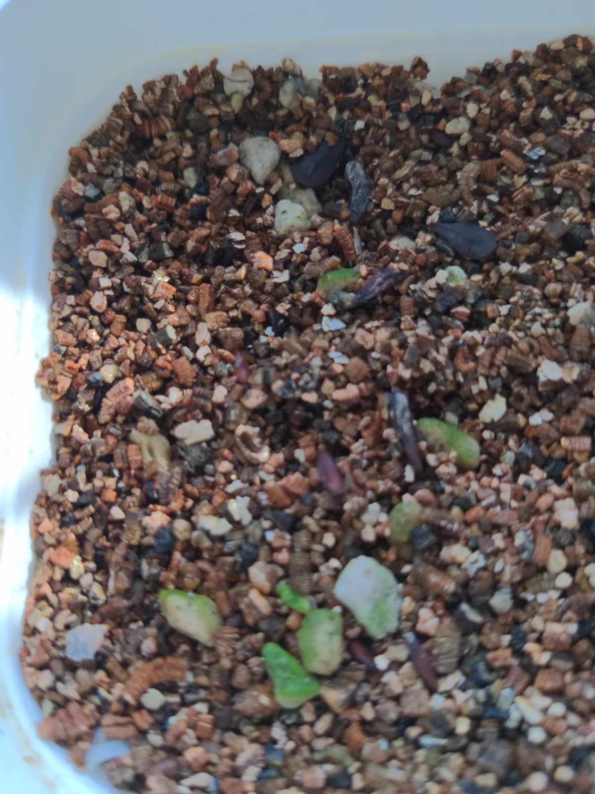 Pachypodium rosulatum var. gracilius ([無料種子] 発芽難 パキポディウム グラキリス　)