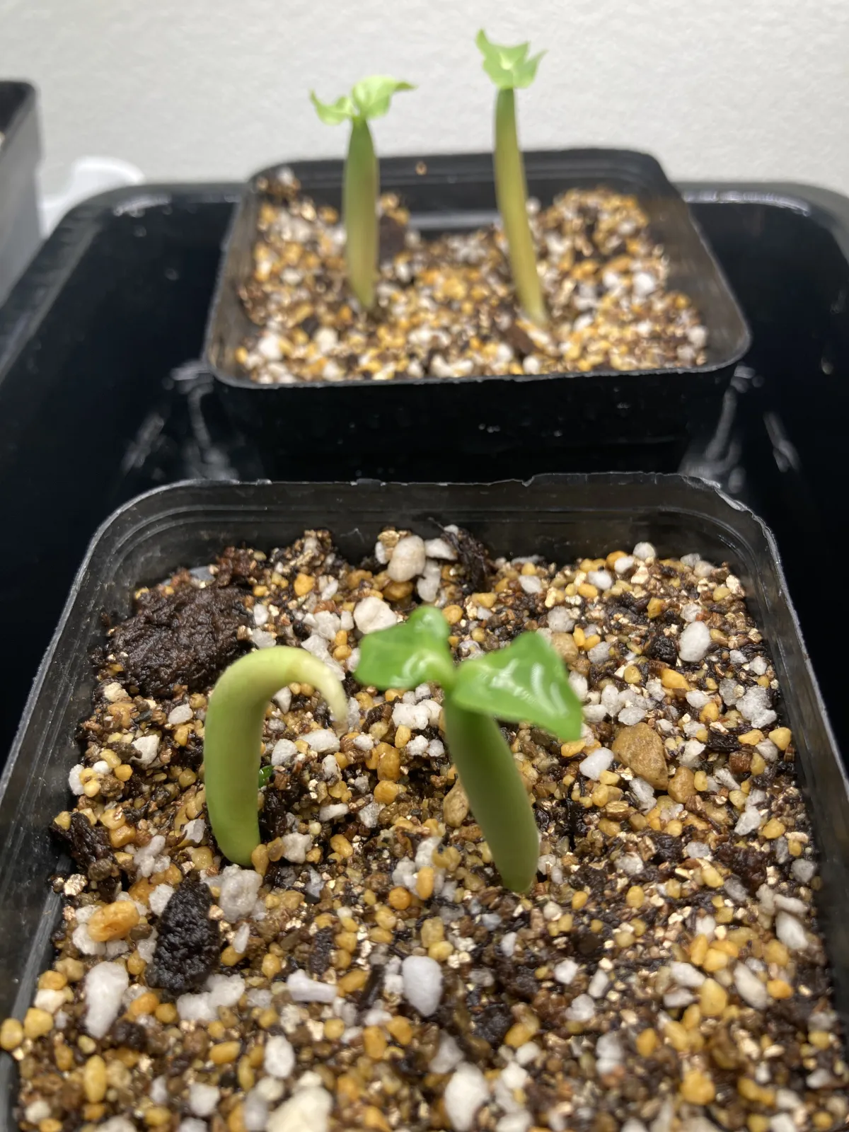 Adenium arabicum Black Dragon (アデニウム ブラックドラゴン)