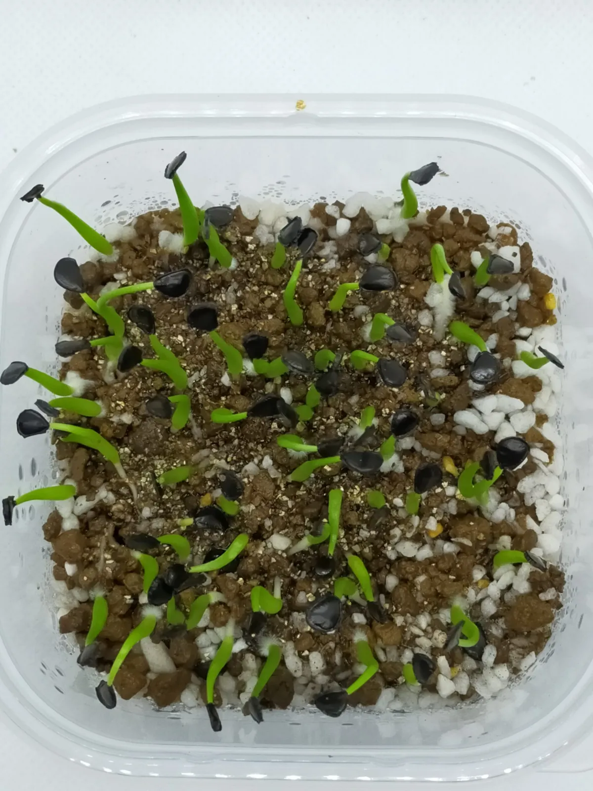 Agave shawii ssp. goldmaniana (アガベ ゴールドマニアナ)