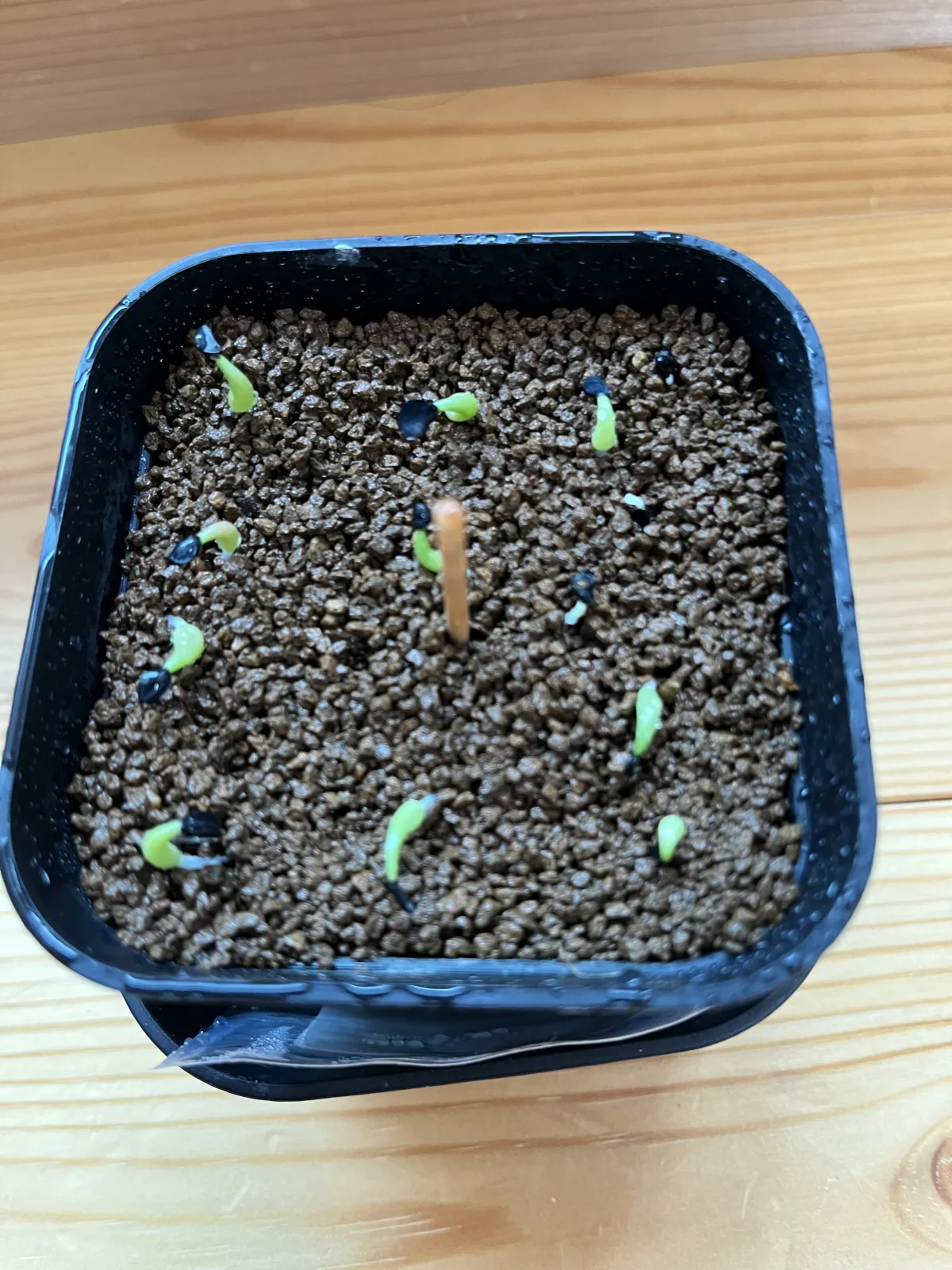 Agave titanota Blue Lot. (アガベ チタノタブルー)