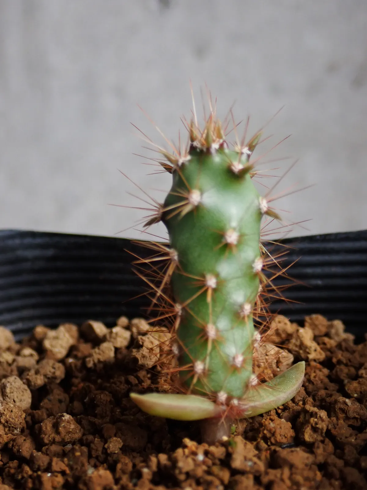 Opuntia santarita (オプンティア サンタリタ)