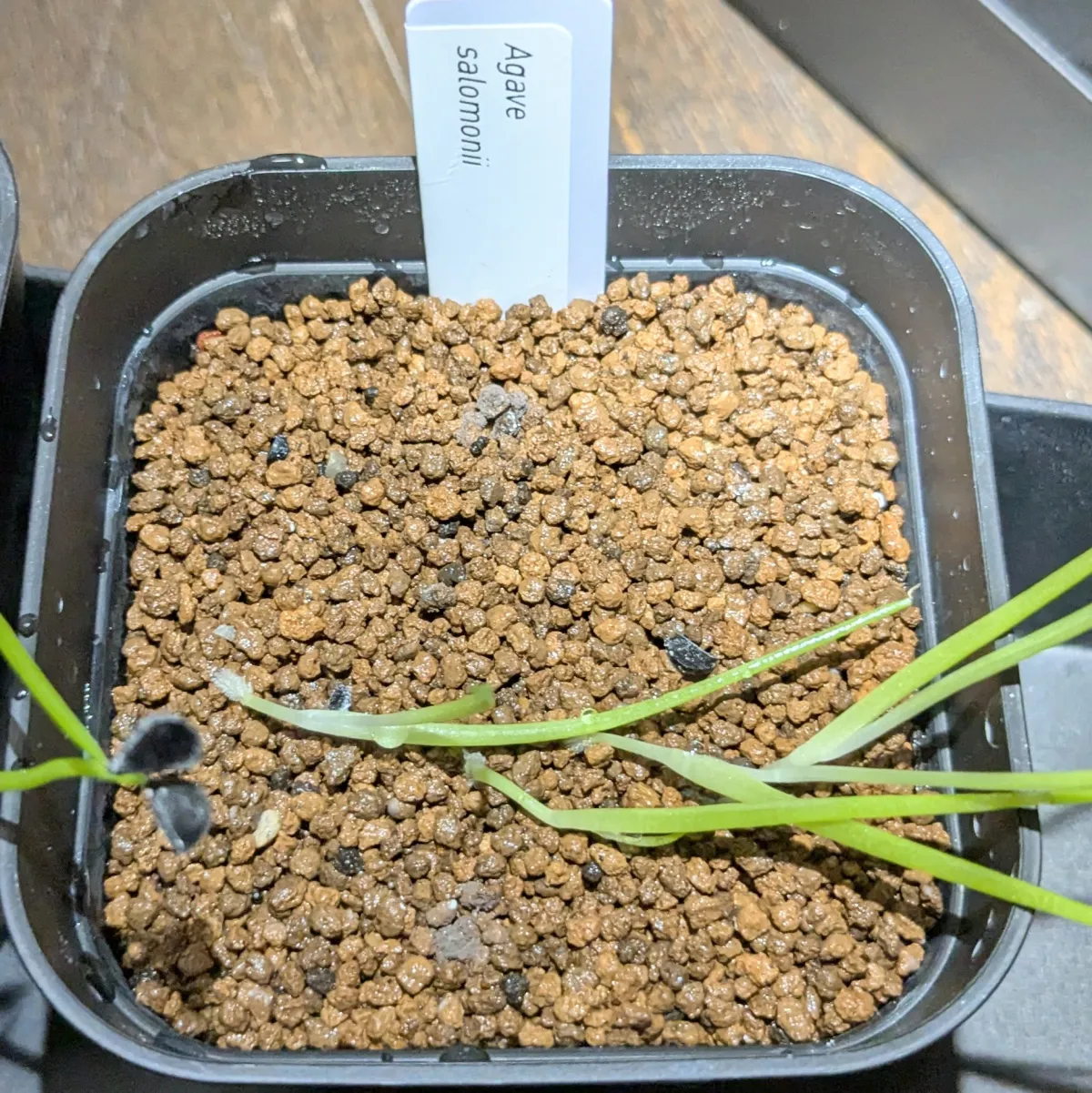Agave salomonii (アガベ サロモニー)