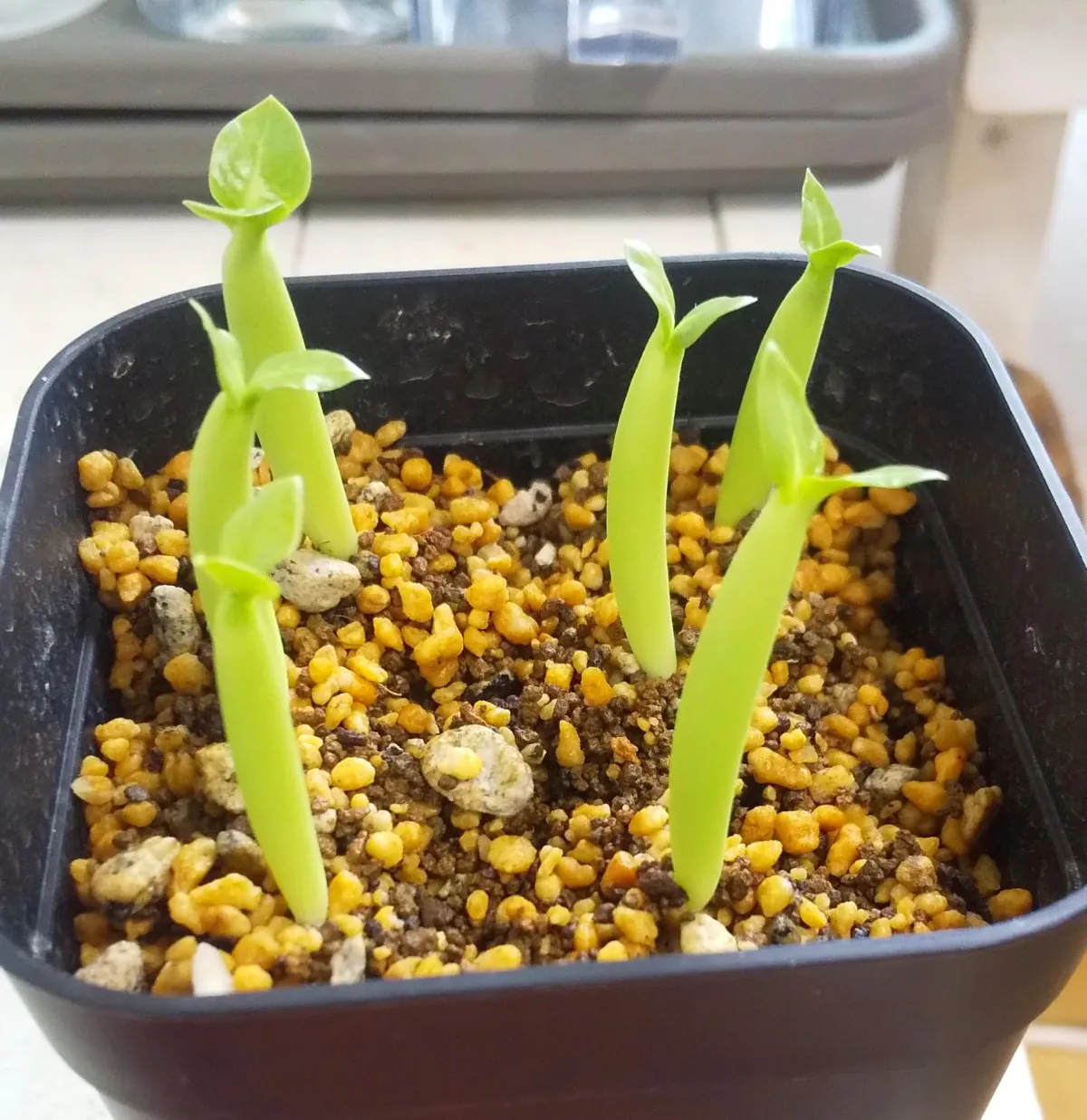 Adenium arabicum Black stem (アデニウム アラビカム ブラックステム)