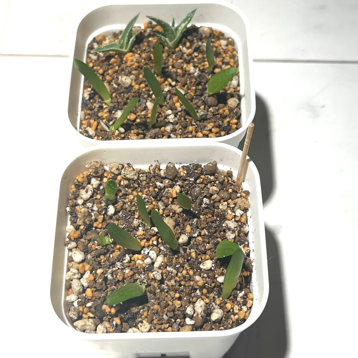 Aloe spectabilis (アロエ スペクタビリス)
